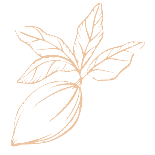 Illustration en ligne beige d’une cabosse de cacao avec plusieurs feuilles attachées.
