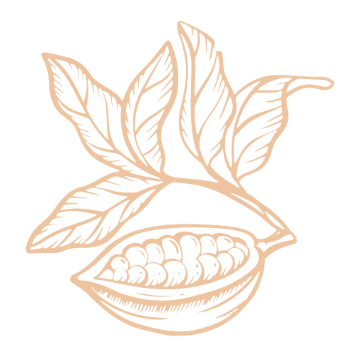 Dessin en ligne beige d’une cabosse de cacao ouverte remplie de fèves, entourée de feuilles.